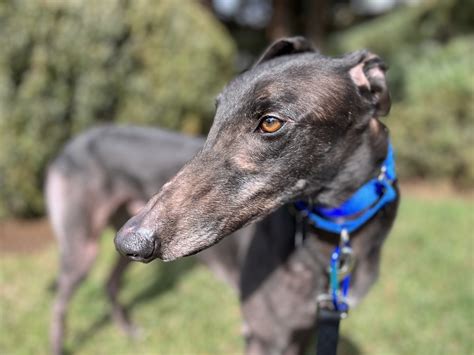 Adoptable Dogs Archives – Greyhound Welfare