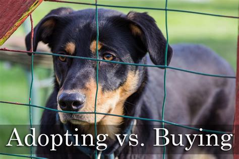 Adopting vs Buying a Dog - The Happy Puppy Site