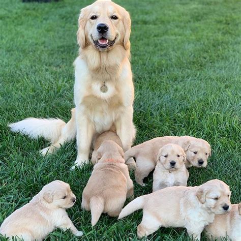 Adoption Golden Retriever Puppies