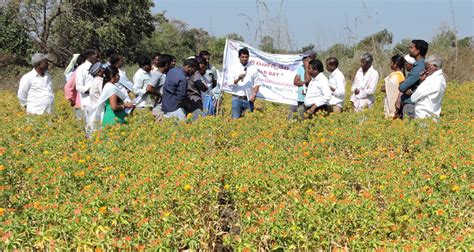 Adoption Level of Marigold Cultivation in Adilabad District Telangana State