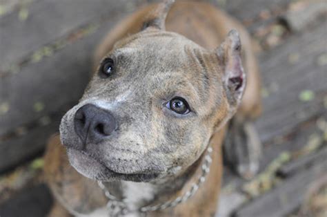 Adoption fees reduced for pitbulls, pitbull mixes at 2 L.A. County shelters