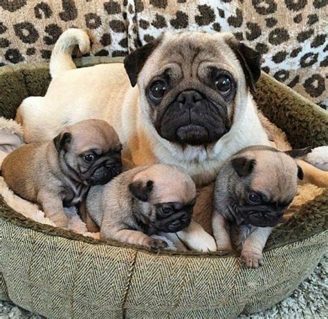 Adorable Fluffy Pug Puppies