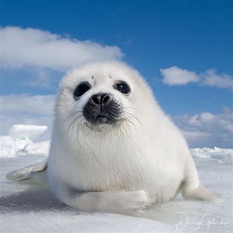 Adorable Puppy Seal