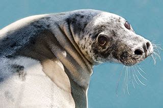 Adorable Seals - kattegatcentret.dk