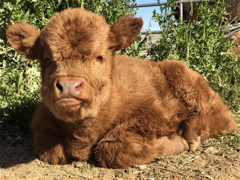 Adorable and Fluffy Highland Calves - Cute Baby Cattles …