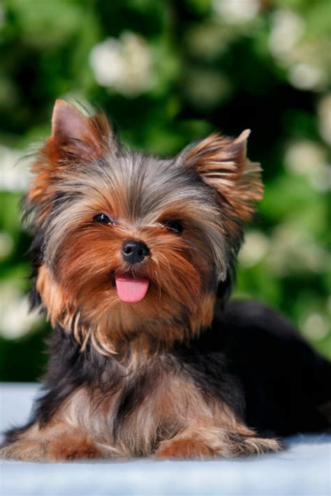 What kind of dog is a Yorkshire Terrier? Both cute and feisty, Yorkshire Terriers, or Yorkies, were originally bred in the mid-1800s as ratters in mines and mills in Yorkshire, England. However, they soon became popular lap dogs among high society. Today, Yorkies are still a popular choice for companionship due to their unique personality traits.. 