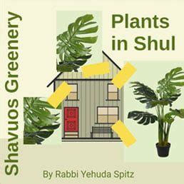 Adorning the Shul with Greenery on Shavuos: Part 1