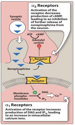 Adrenergic and Cholinergic Drugs Flashcards Quizlet