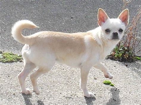There are 6 Chihuahua adult dogs for sale located in the following states: Pennsylvania, Maryland, California, Alberta.. 