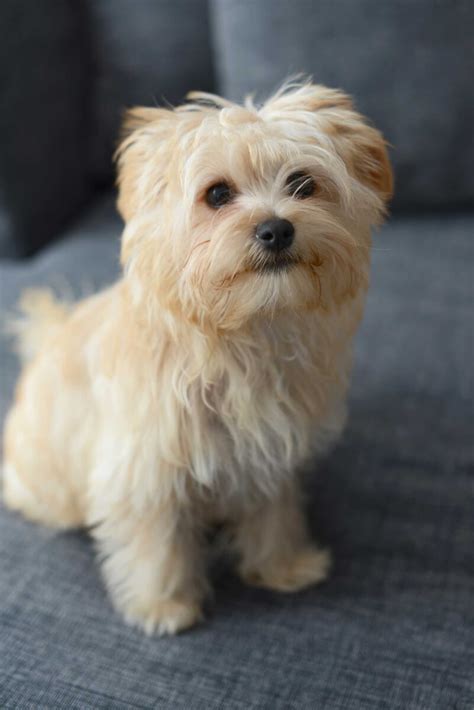 Adult morkie. There is no real breed standard for the Morkie Poo as it is a mixed breed. But breeders tend to breed Morkie Poos that range on average from 6 to 10 inches and 4 to 12 pounds when fully grown. Females usually grow to be about 6 to 8 inches tall and weigh between 4 and 8 pounds. 