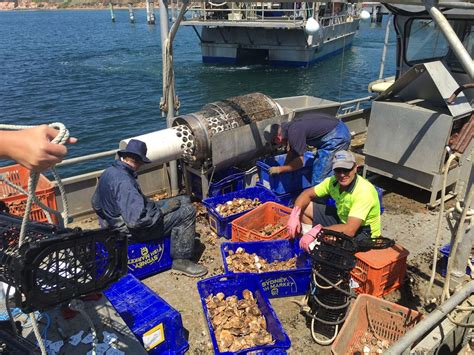 Advance Mussel Supply Portalington