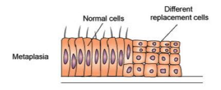 Advanced Physiology Exam 2 Flashcards Quizlet