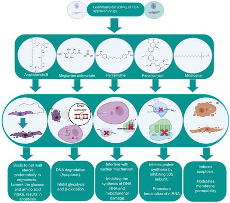 codini.rgarabwor.edu.pl. 