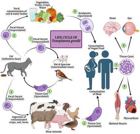 Advances in the life cycle of Toxoplasma gondii - PubMed