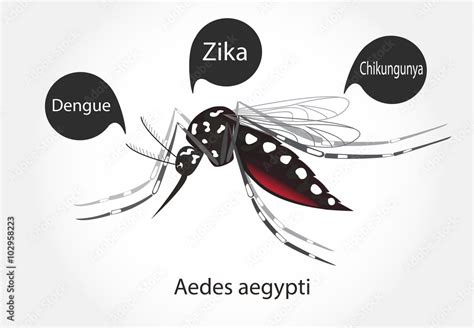 Aedes Aegepty Vector