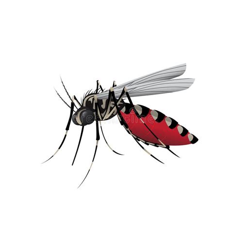 Aedes Aegepty Vector