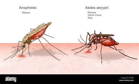 Aedes aegepty