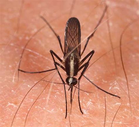 Aedes atlanticus - University of Florida