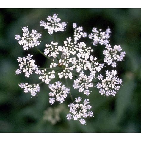 Aegopodium podagraria L. - GBIF