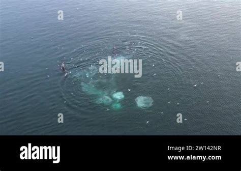 Aerial Backward Pod Whales Spraying Water: Video có