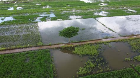 Aerial Rain Leaked [PPV] 💦