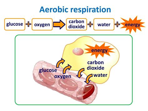 Aerobic Respiration Biology Quiz - Quizizz