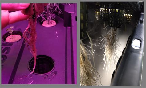 Aeroponic root. .  3 days ago · It&rsquo;s ideal for compact countertop set...