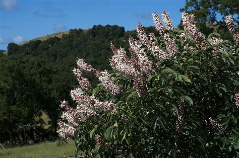 Aesculus californica - Wikipedia