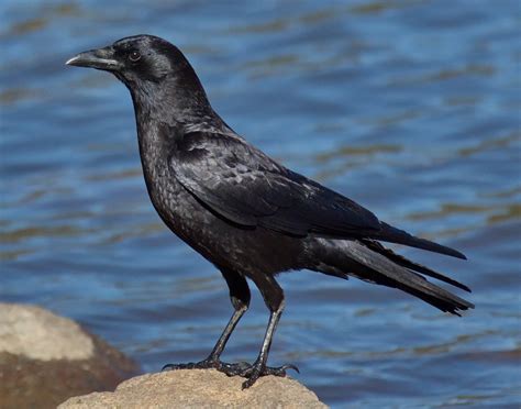 Af crow. Things To Know About Af crow. 