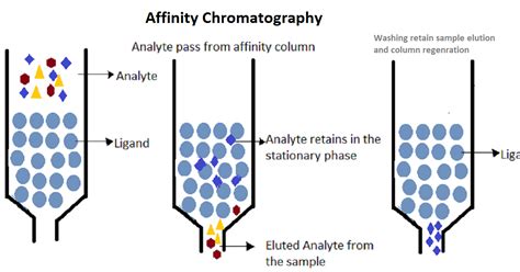 Affinity Chromatography docx