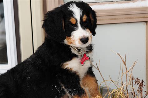 Affordable Bernedoodle Puppies