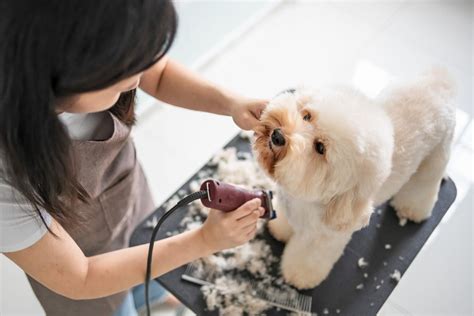 Affordable dog grooming. Things To Know About Affordable dog grooming. 