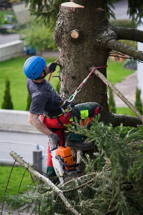 Affordable tree cutting service. When your trees and shrubs look a little out of control, call the experts at Kansas City Tree Trimming & Removal Service. We can help! Call us at (816) 977-2100. 