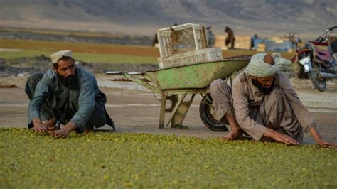 Afghan fruit left to rot as economic crisis tightens