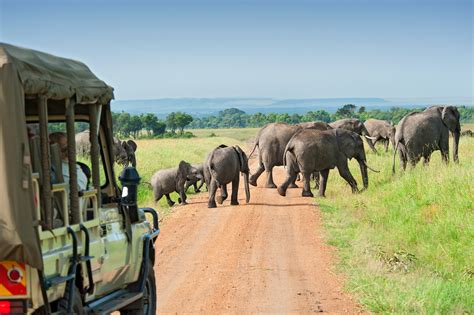 Africa safari trip. June through September is the best time to go on safari in Botswana. There is little chance of rain, and the weather is still lovely and warm during the day. Huge herds congregate around the Okavango … 