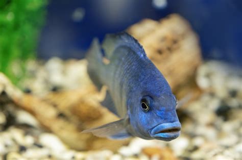 African Cichlid Aggression - How to Reduce …