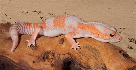 African Fat Tailed Gecko Price