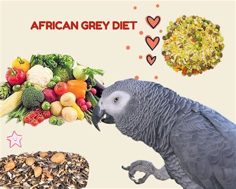 African Grey Parrot Diet