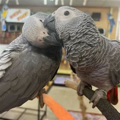 African Grey Parrot For Sale in Hawaii (10) Petzlover