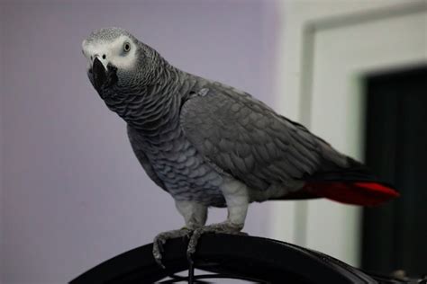 African Grey Parrot Price in India (April 2024)- Care cost, Buying …