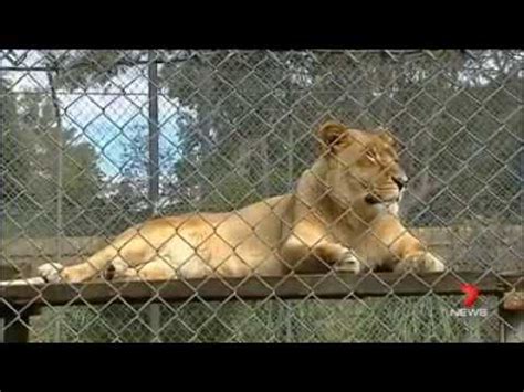 African Lion Safari Warragamba Bullens Animal World Wallacia …