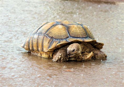 African Spurred Tortoise Price