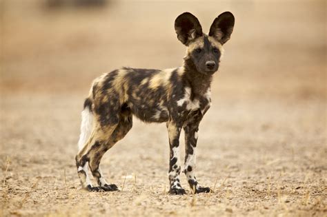 African dogs. The African wild dog is approximately 75 to 100 cm (29–39 inches) long, exclusive of its 31–41-cm tail and stands around 60 cm (24 inches) tall at the shoulder, and typically weighs about 16–23 kg (33–50 pounds). They can run extremely fast. The African wild dog is an opportunistic predator. When hunting their prey (antelopes for ... 
