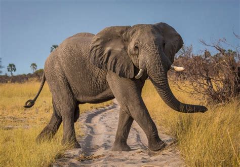 African elephant: strong, smart, but vulnerable WWF