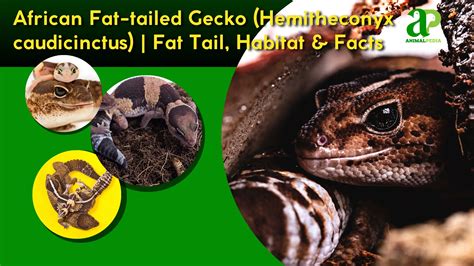 African fat fucking. .  ...