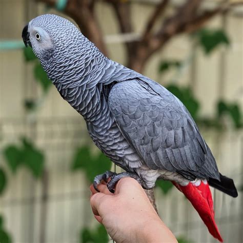 African gray for sale. hand reared african grey babie... Illinois, Chicago, 60640. Pet Price: 1200$. Meet our African Grey parrot . He has these gorgeous baby African grey for sale, extremely friendly baby and very tame to the hand. Fully weaned and ready to leave. Will make a perfect pet and compani... African Grey Parrot. Illinois. 