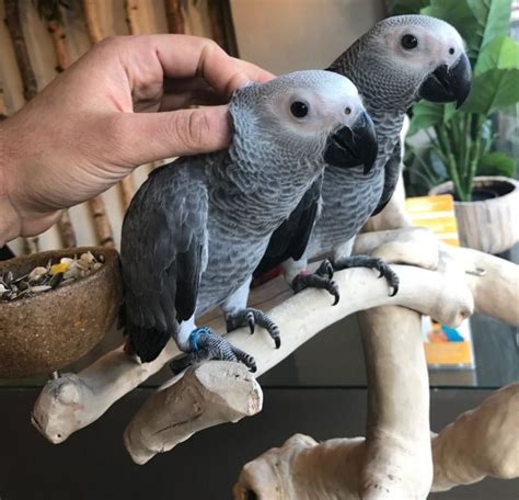 African gray parrot for sale near me. A Pair of Talking African Grey Parrots nevada, las vegas. They are 1 year old and will come with huge cage, parrot play stand, food and water dishe.. #79018. Petzlover. Post new ad. Back; ... African gray for sale $3,900 Aurora, Colorado African Grey Parrot Birds. Premium. GOLDEN DOODLE PUPPIES! 