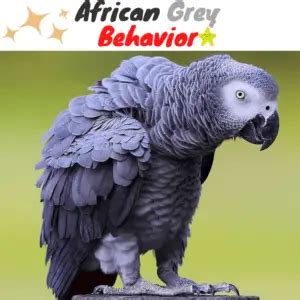 African grey behavior tips. .  <a href=https://blog.dev-nanuk.com/wp-includes/ID3/ndoff...