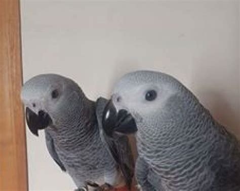 Congo African Grey Parrot. Age. Young. Ad Type. Adoption. Ge
