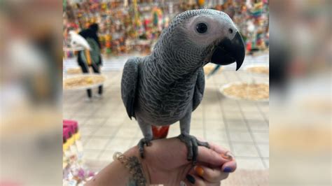 African grey parrot worth $7,500 stolen from local pet store